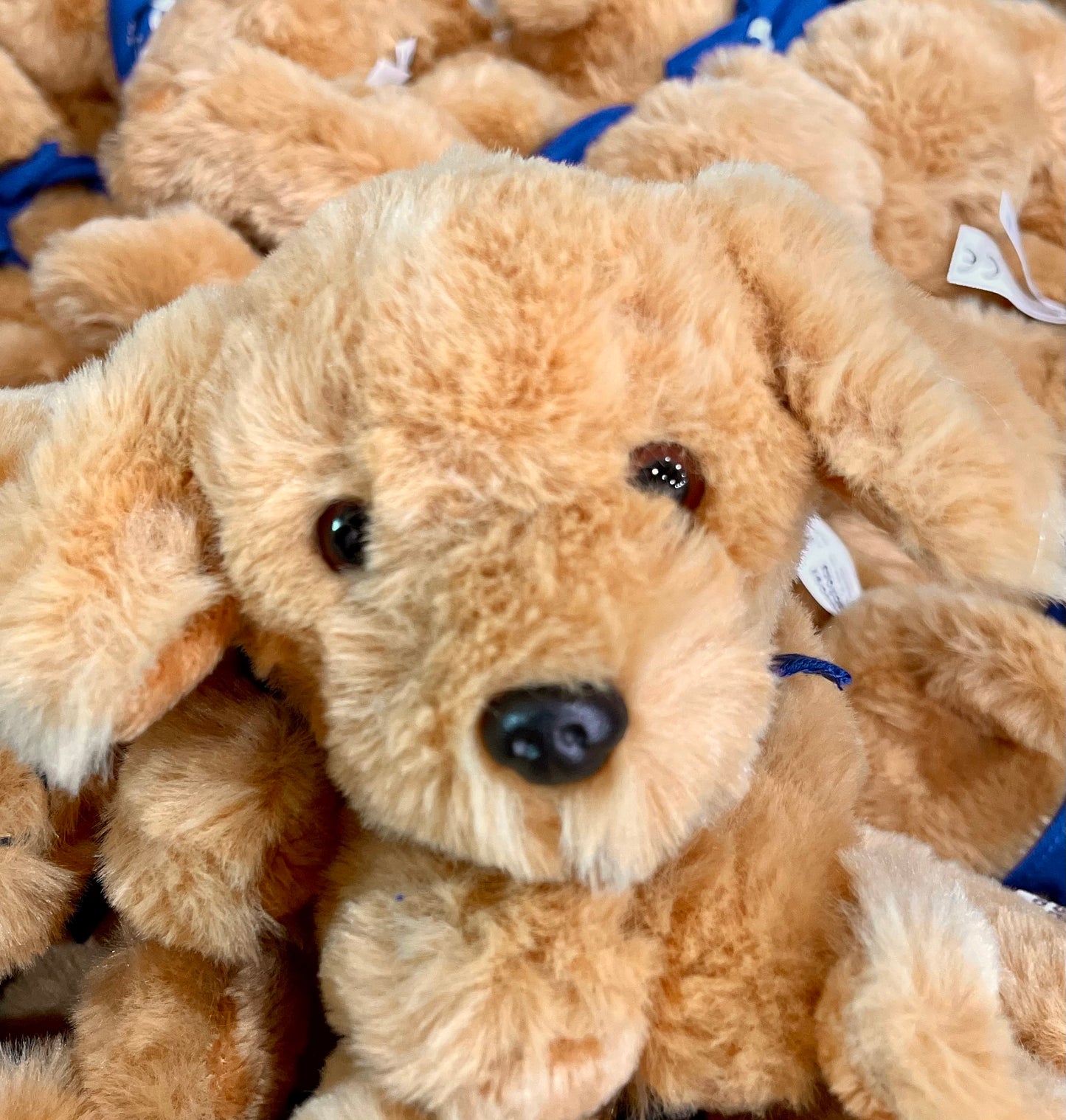 Plush Puppy Buddies