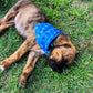 Pet Bandana
