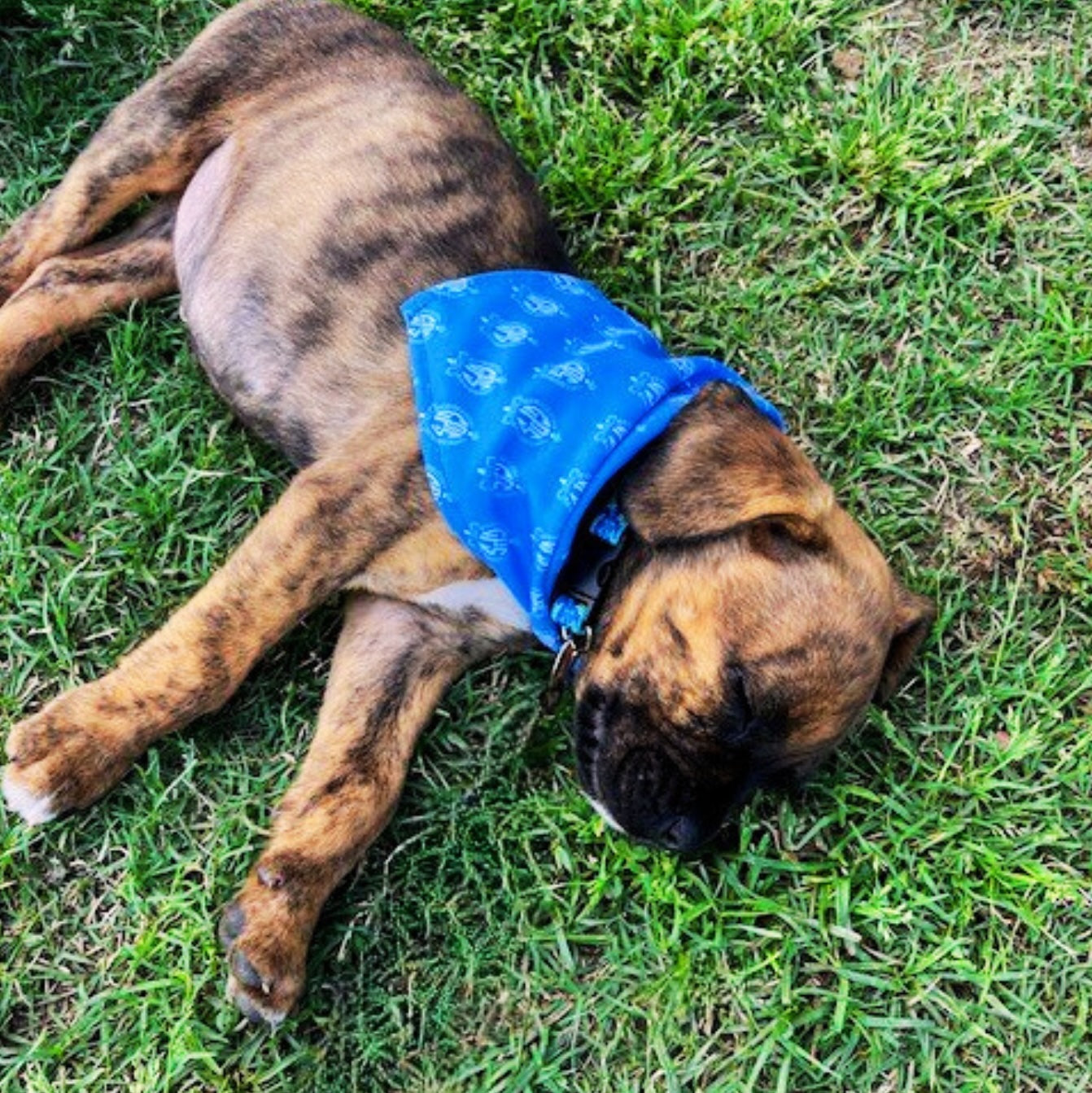 Pet Bandana